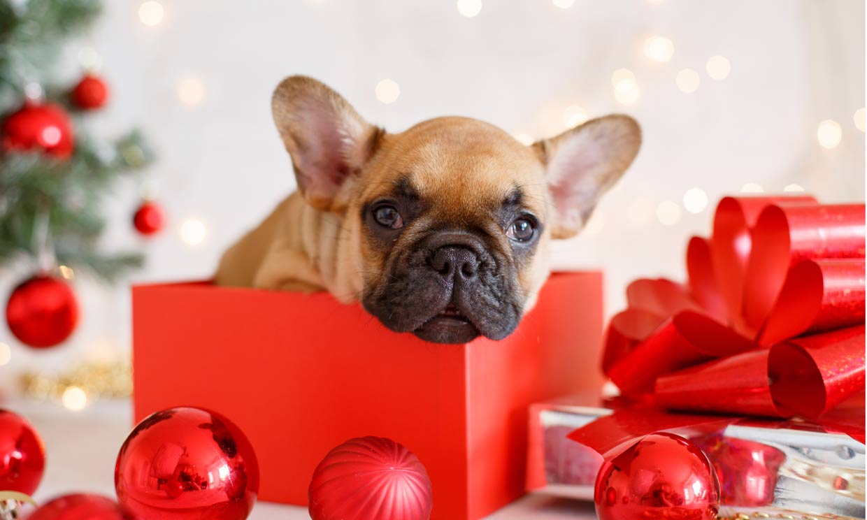 regalo mascota